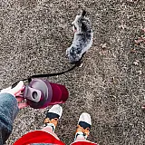 Спортивный шейкер BlenderBottle Classic Loop 590ml Plum (ORIGINAL) фото товару